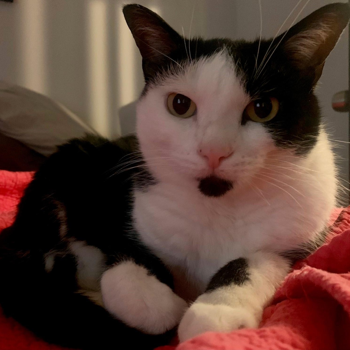 Oreo, a Adoptable American Shorthair in Columbus, OH image 1/6