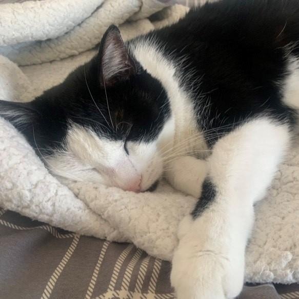 Oreo, a Adoptable American Shorthair in Columbus, OH image 5/6