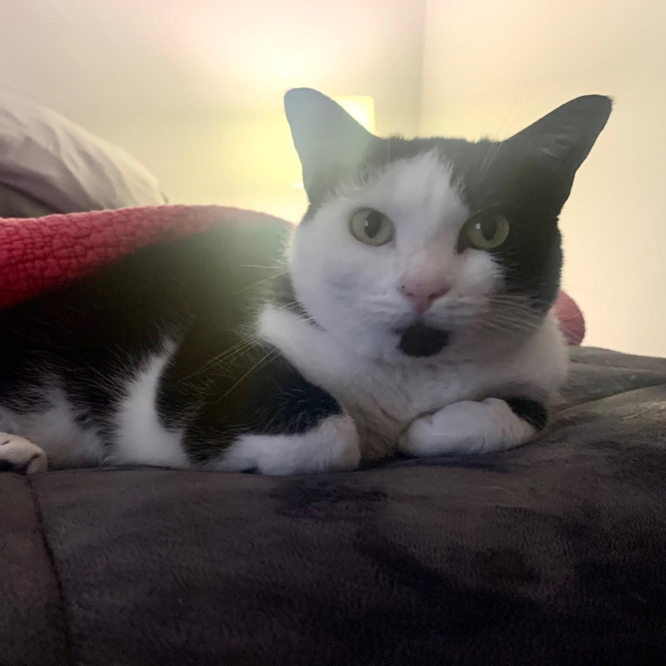 Oreo, a Adoptable American Shorthair in Columbus, OH image 6/6