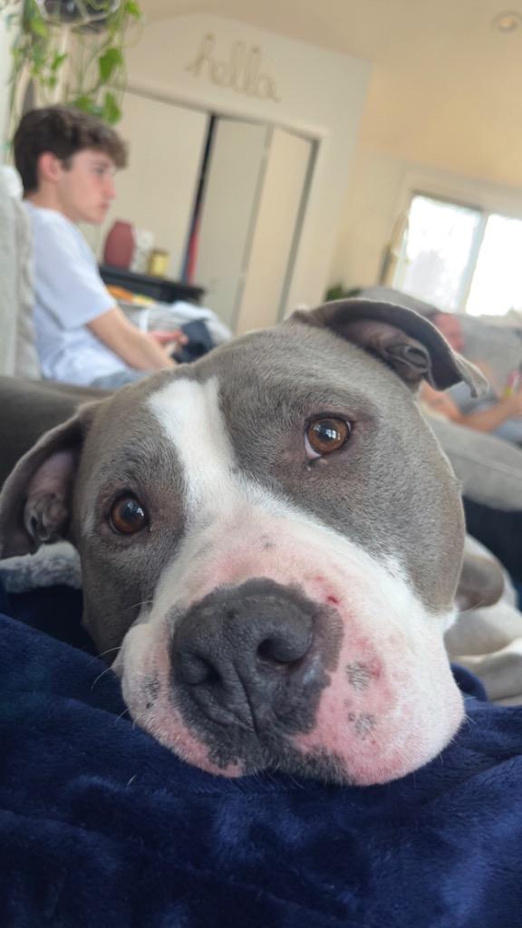 Big Daddy - Local, a Adoptable Pit Bull Terrier in Princeton, MA image 1/6