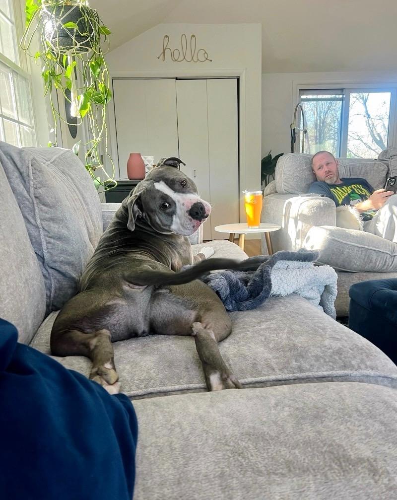 Enlarge Big Daddy - Local, a Adoptable Pit Bull Terrier in Princeton, MA image 1/6