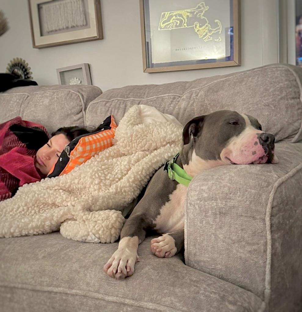 Big Daddy - Local, a Adoptable Pit Bull Terrier in Princeton, MA image 2/6