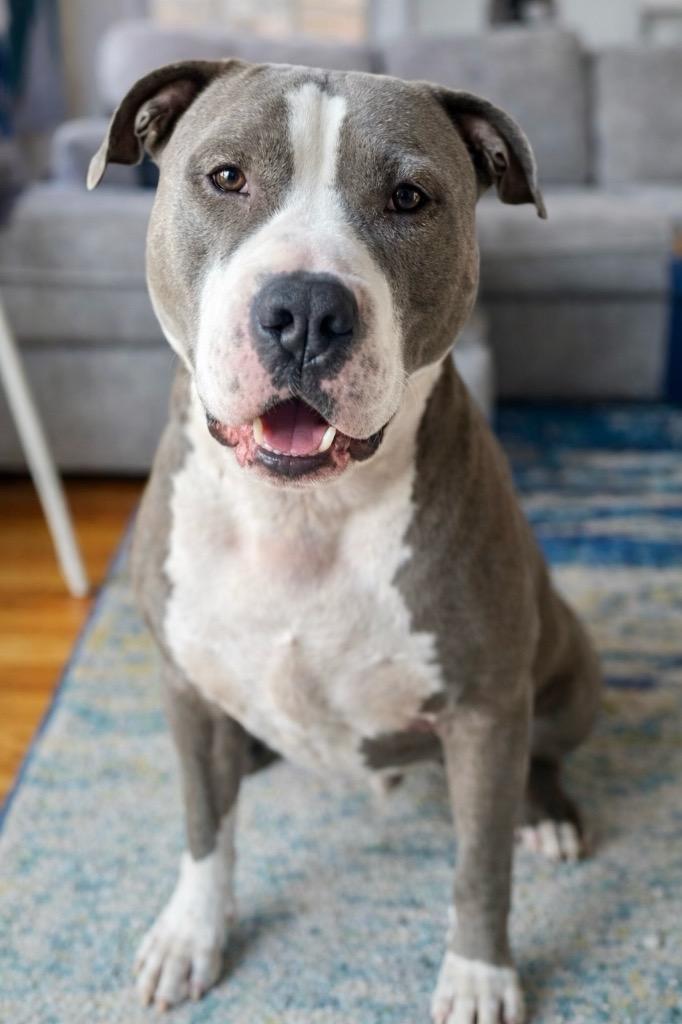 Big Daddy - Local, Adoptable, Young Male Pit Bull Terrier.