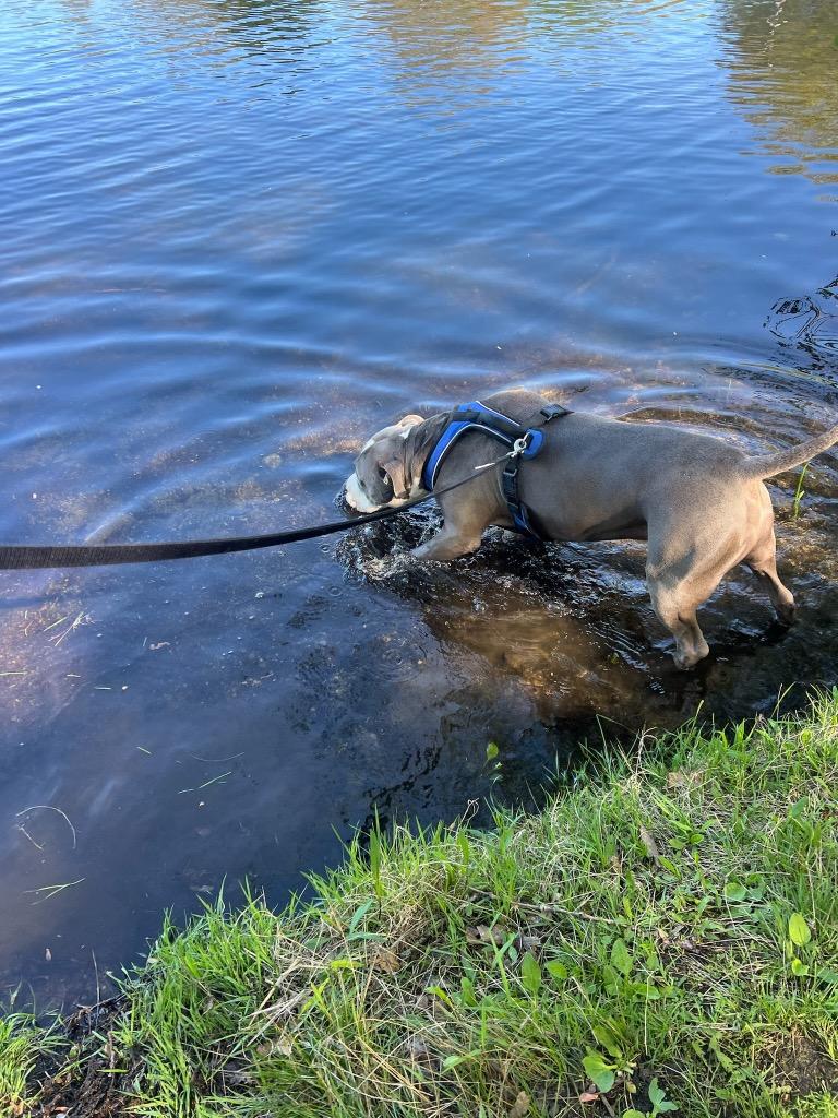Big Daddy - Local, Adoptable, Young Male Pit Bull Terrier.