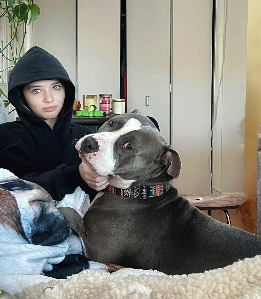 Big Daddy - Local, a Adoptable Pit Bull Terrier in Princeton, MA image 3/6