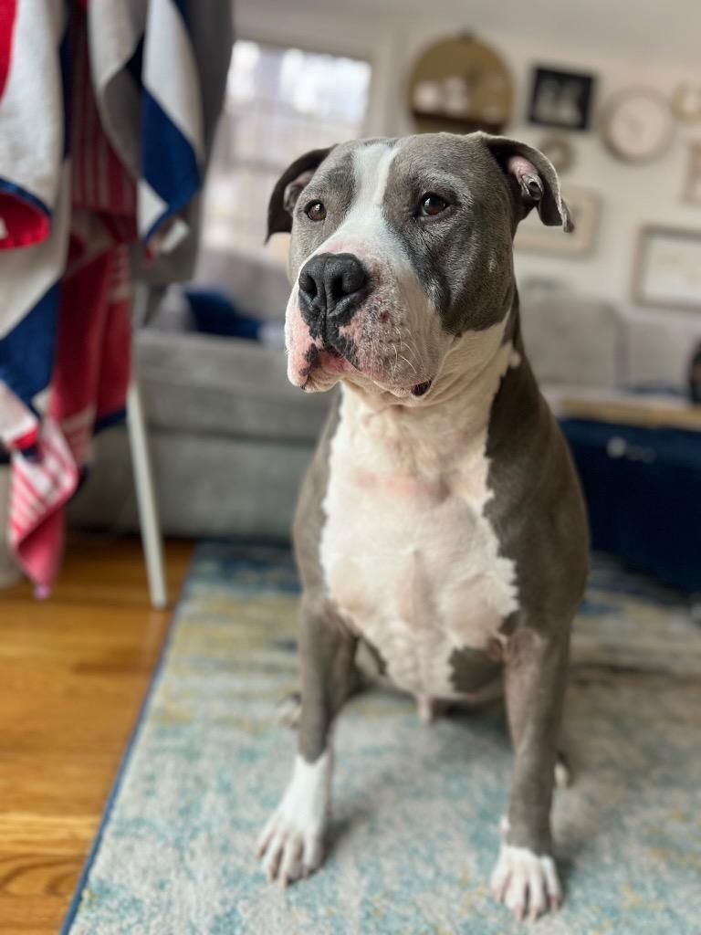 Enlarge Big Daddy - Local, a Adoptable Pit Bull Terrier in Princeton, MA image 3/6