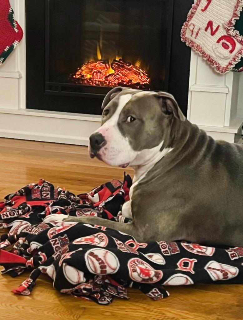 Enlarge Big Daddy - Local, a Adoptable Pit Bull Terrier in Princeton, MA image 2/6