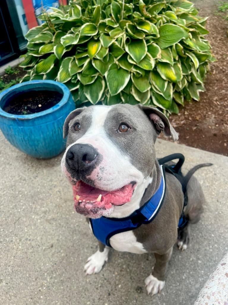 Big Daddy - Local, a Adoptable Pit Bull Terrier in Princeton, MA image 4/6