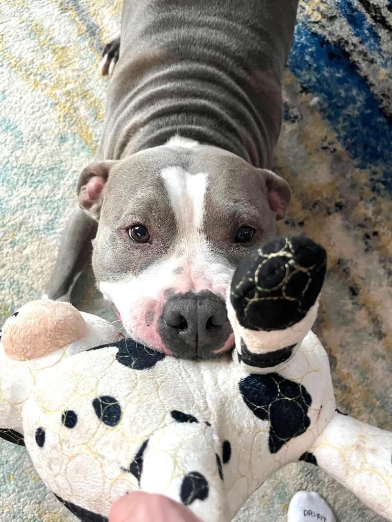 Enlarge Big Daddy - Local, a Adoptable Pit Bull Terrier in Princeton, MA image 3/6