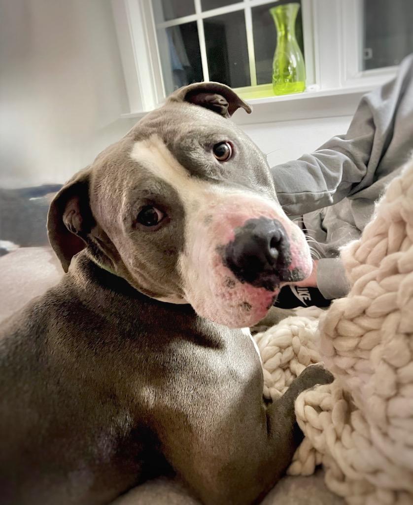 Enlarge Big Daddy - Local, a Adoptable Pit Bull Terrier in Princeton, MA image 5/6