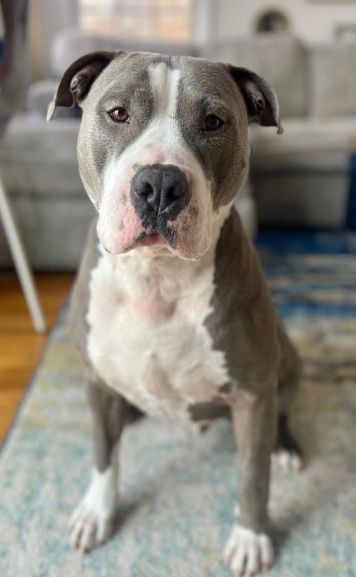 Enlarge Big Daddy - Local, a Adoptable Pit Bull Terrier in Princeton, MA image 4/6