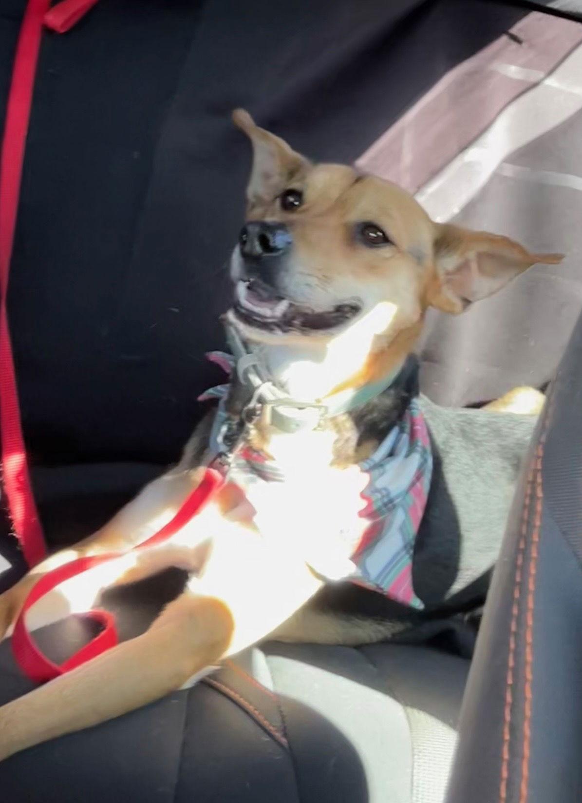 Achilles, Adopted, Adult Male Shepherd.