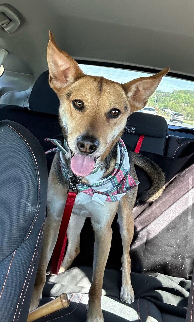 Enlarge Achilles, a Adopted Shepherd in Baltimore, MD image 2/3