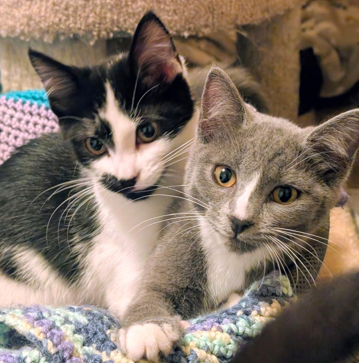 Dori & Danielle, Great Snugglers, ADOPTABLE, Kitten Female Domestic Short Hair.
