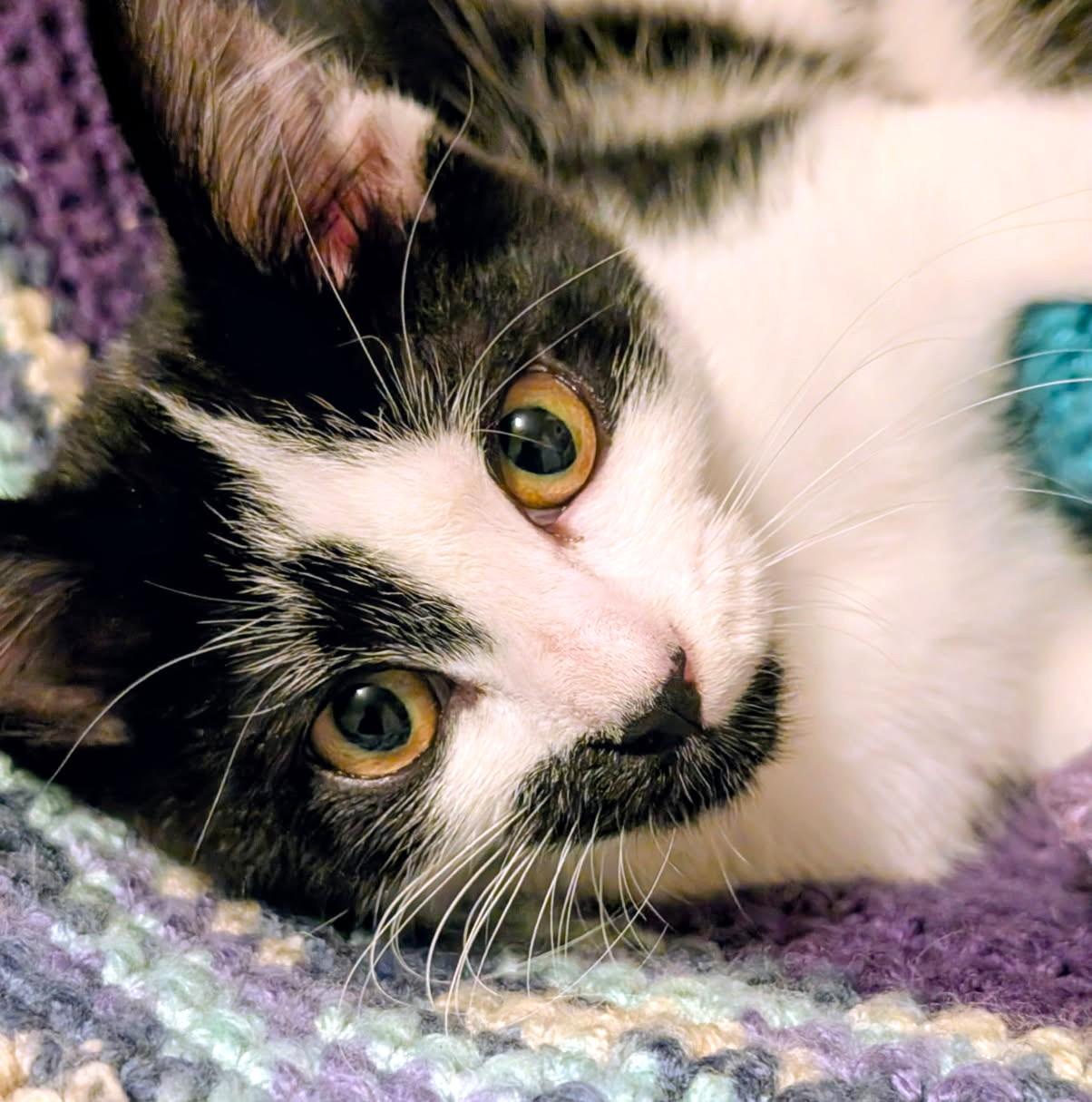 Enlarge Dori & Danielle, Great Snugglers, a ADOPTABLE Domestic Short Hair in Newport, WA image 6/6