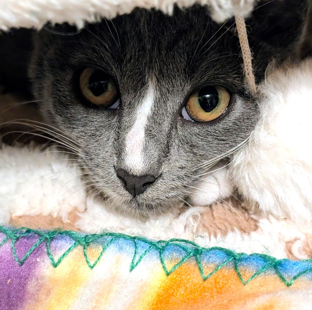Enlarge Dori & Danielle, Great Snugglers, a ADOPTABLE Domestic Short Hair in Newport, WA image 5/6