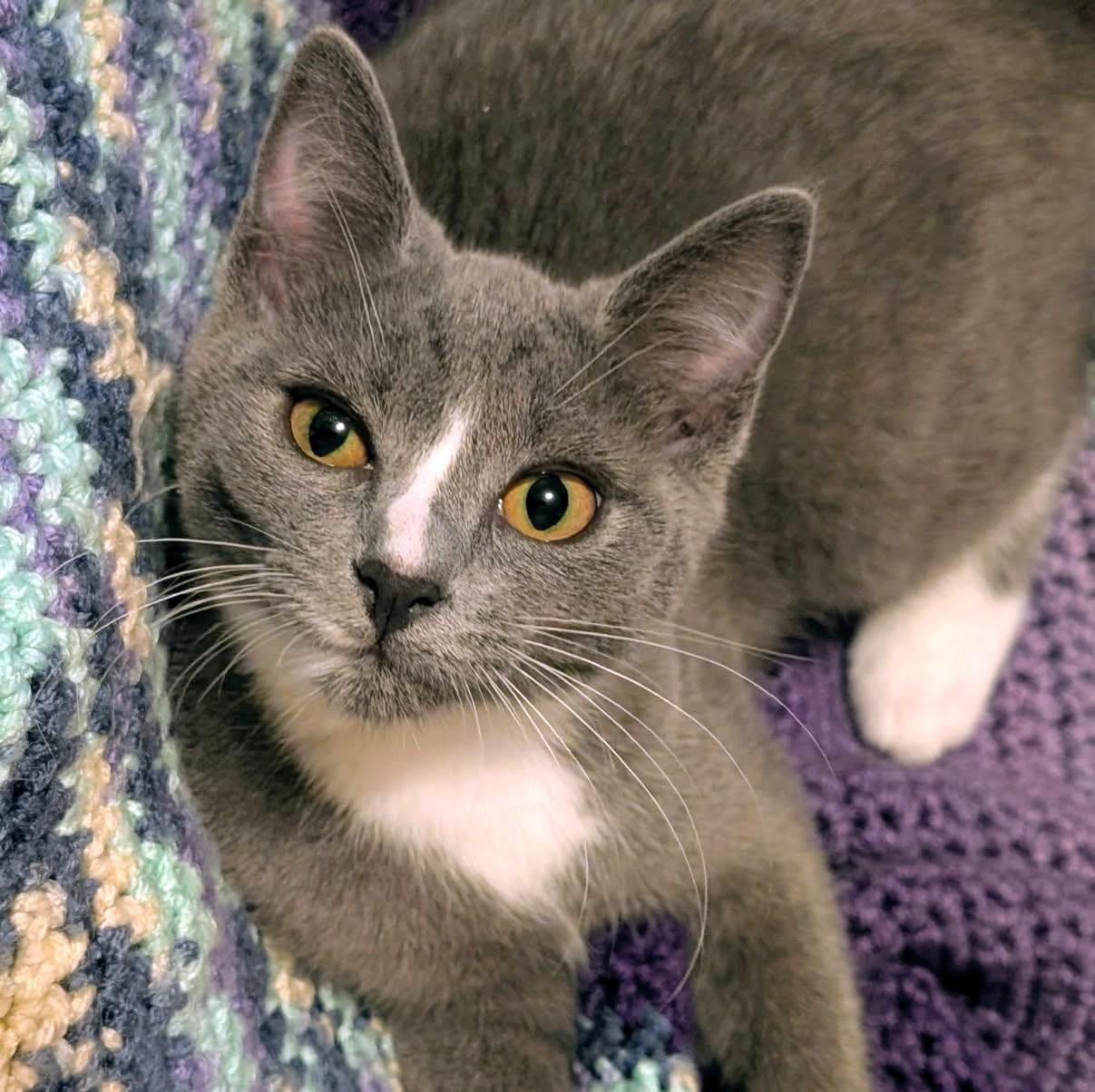 Enlarge Dori & Danielle, Great Snugglers, a ADOPTABLE Domestic Short Hair in Newport, WA image 3/6