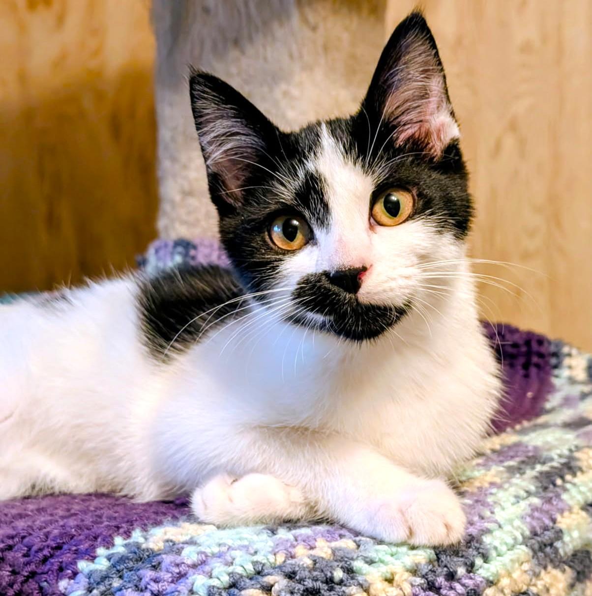 Enlarge Dori & Danielle, Great Snugglers, a ADOPTABLE Domestic Short Hair in Newport, WA image 2/6