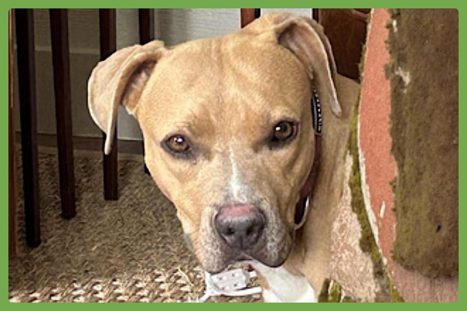 Maisie, a Adoptable mixed breed in Charlotte, NC image 1/6