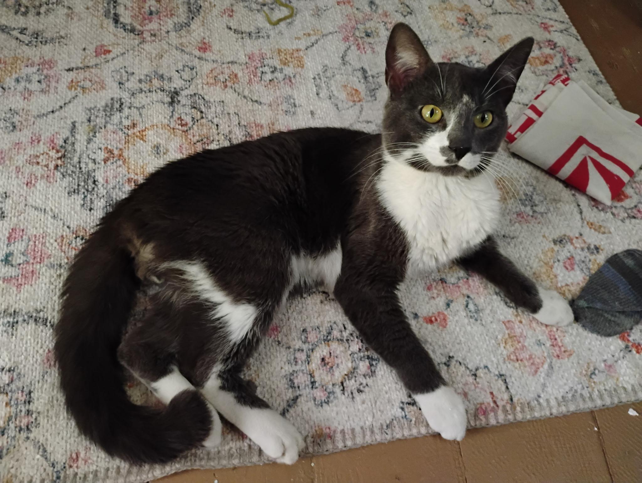 Hutch, a Adoptable Domestic Short Hair in Washington, PA image 2/2