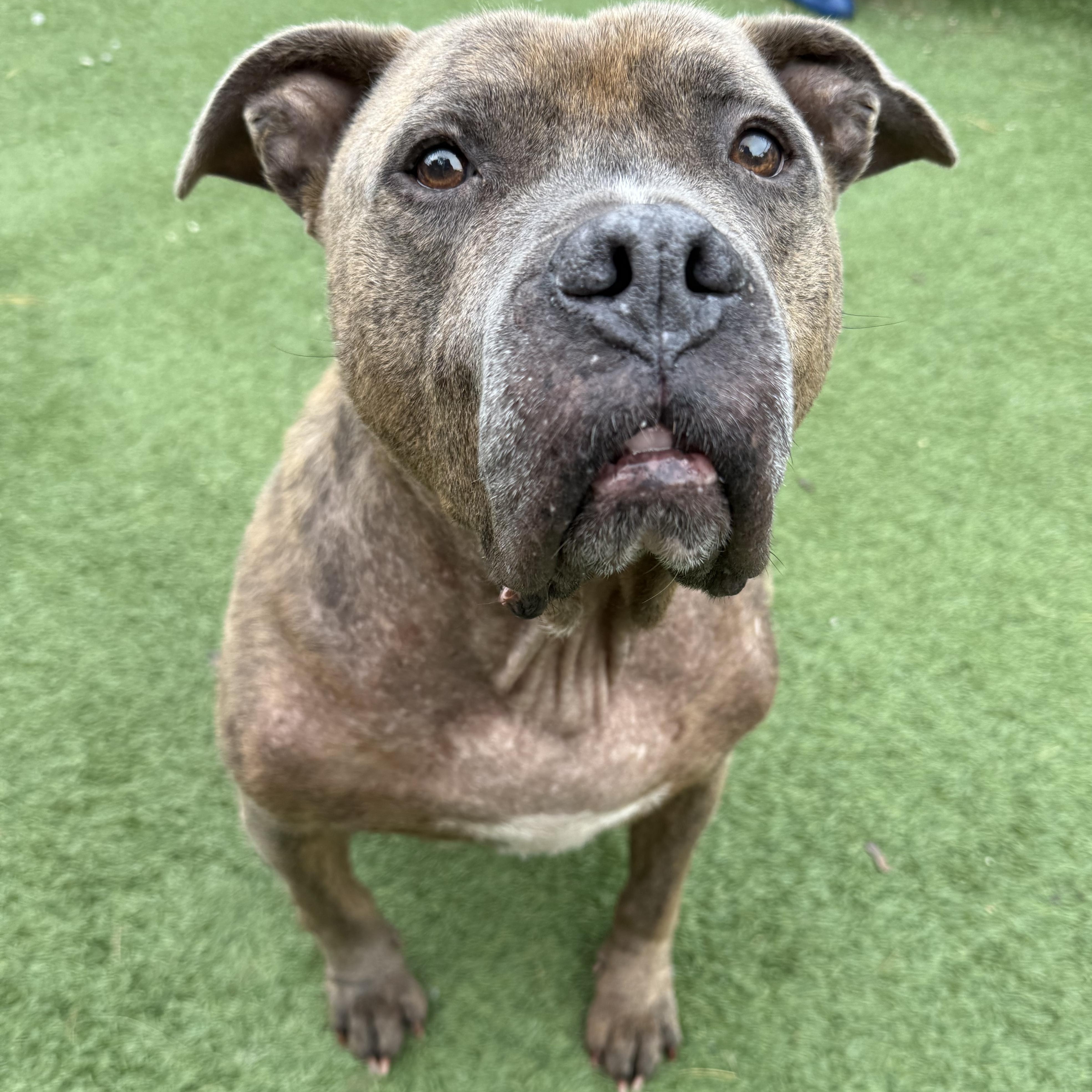 Enlarge Gus, a Adoptable mixed breed in Groton, CT image 2/3