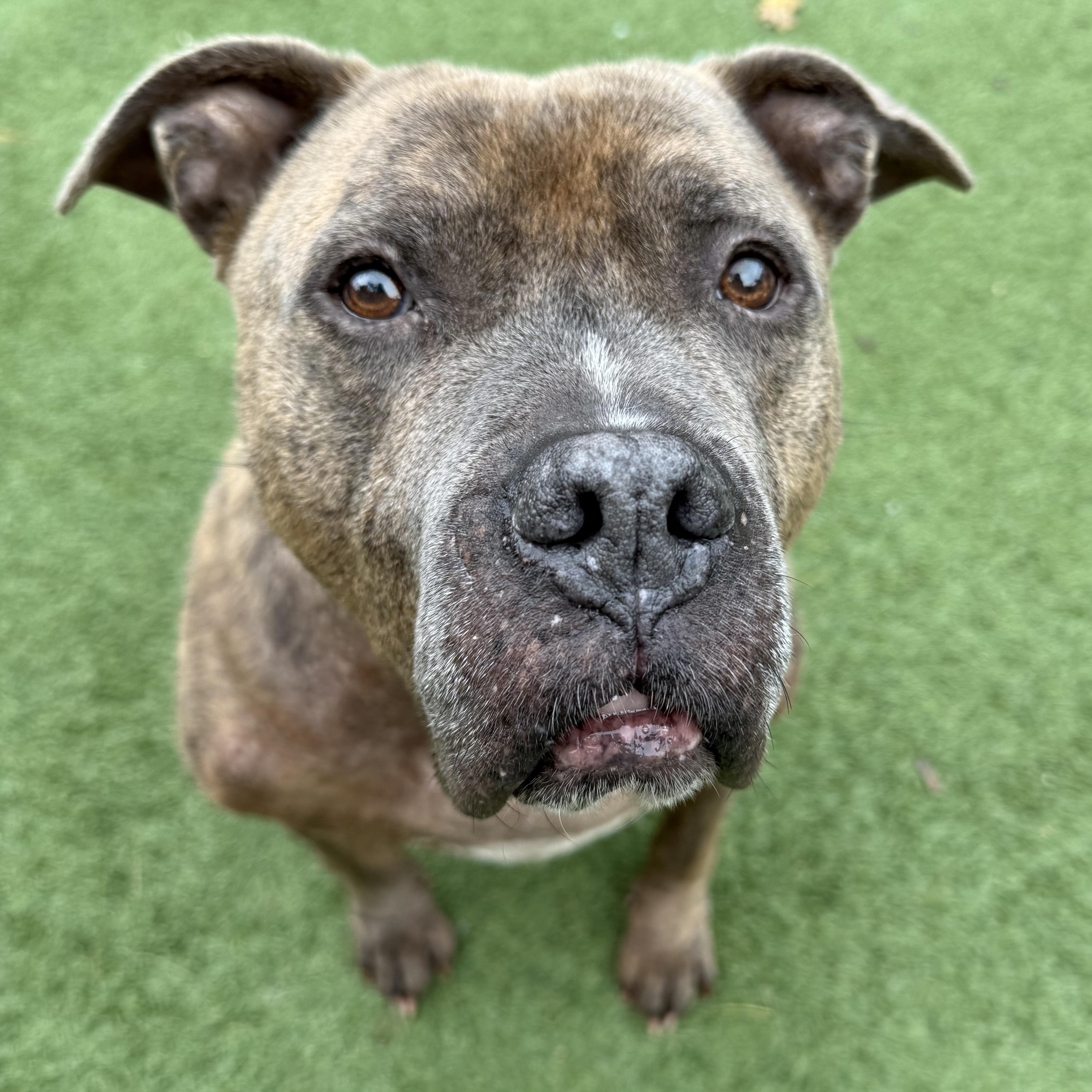 Enlarge Gus, a Adoptable mixed breed in Groton, CT image 1/3