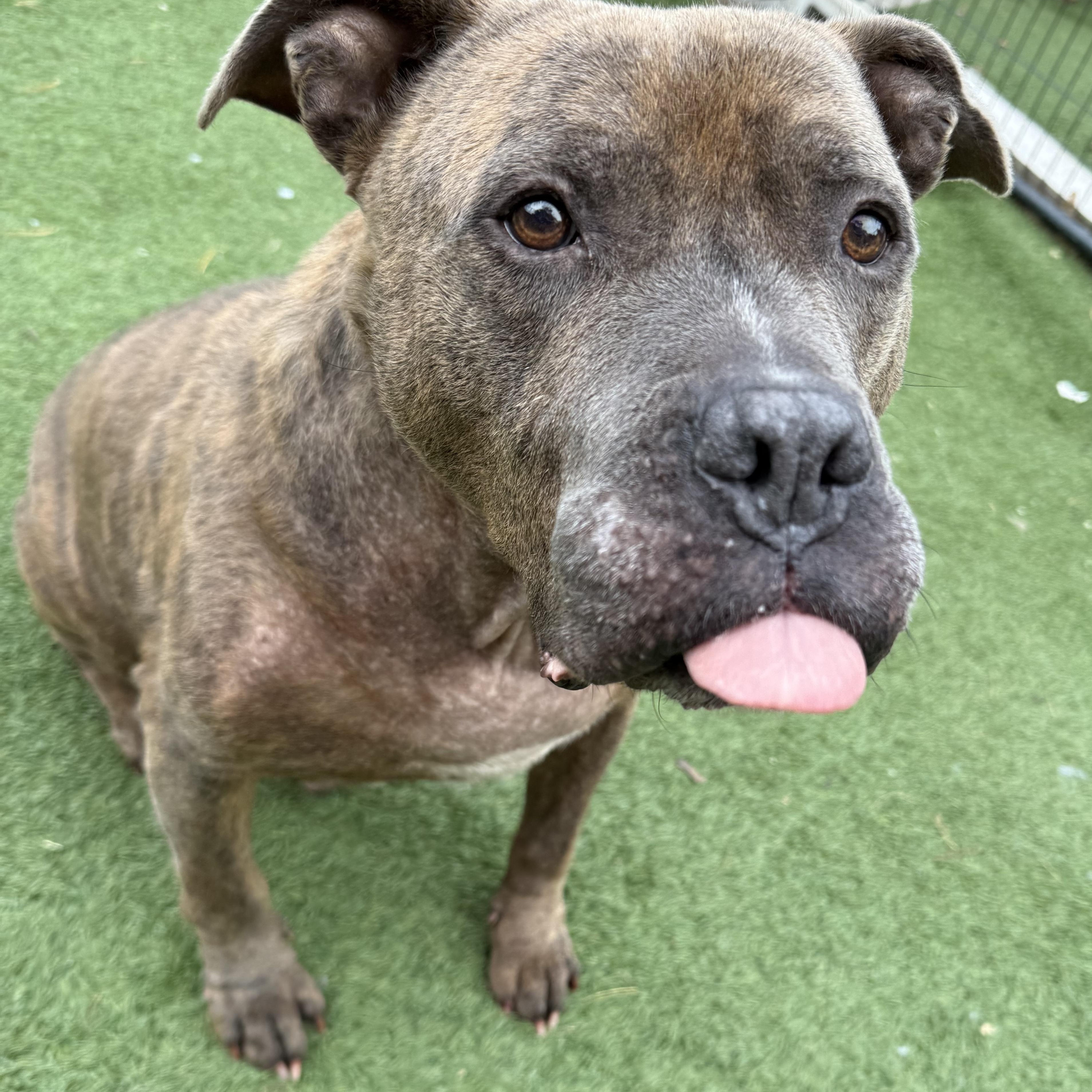 Enlarge Gus, a Adoptable mixed breed in Groton, CT image 3/3