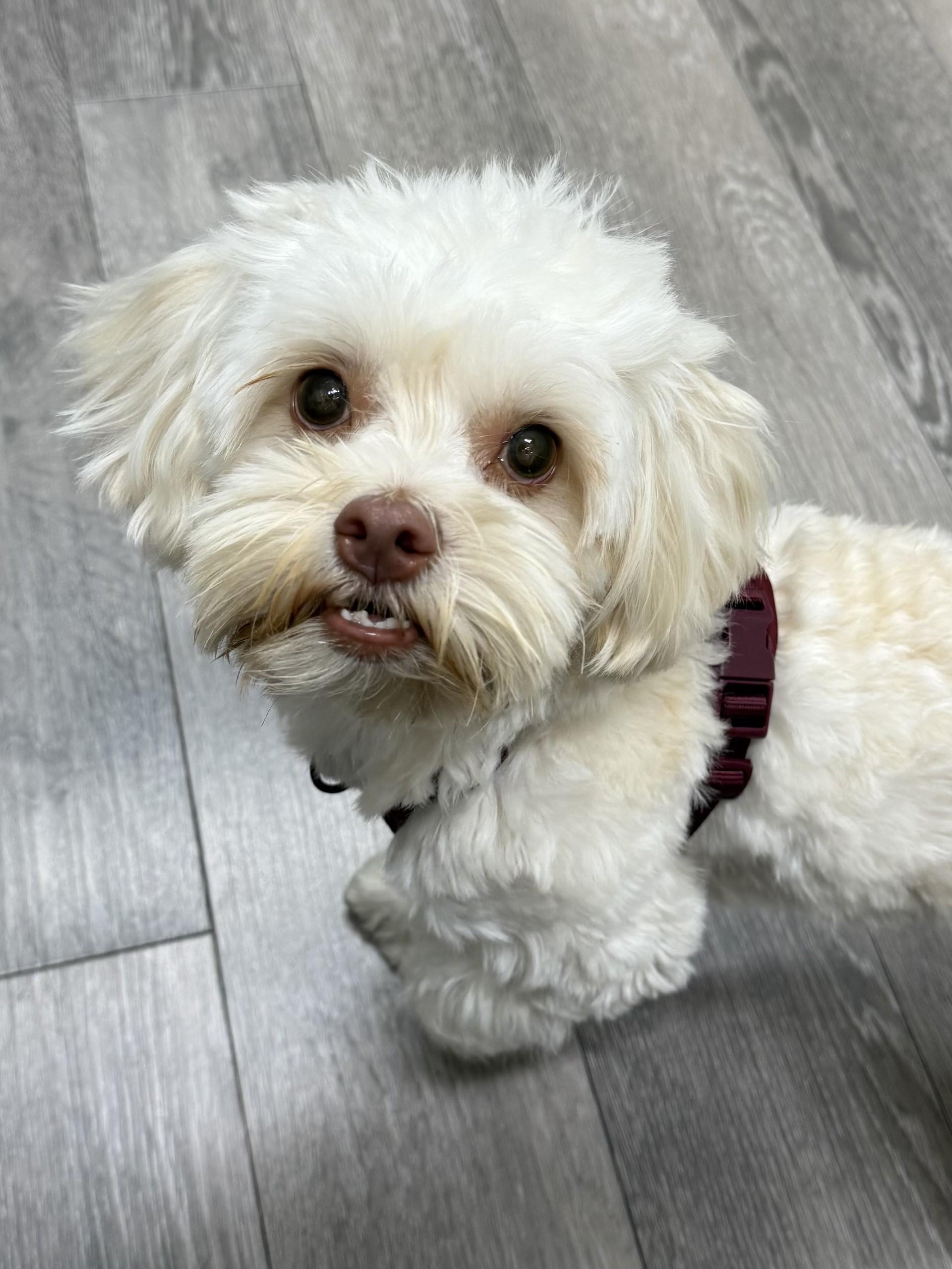 Enlarge Jackie, a Adoptable mixed breed in Los Alamitos, CA image 3/6