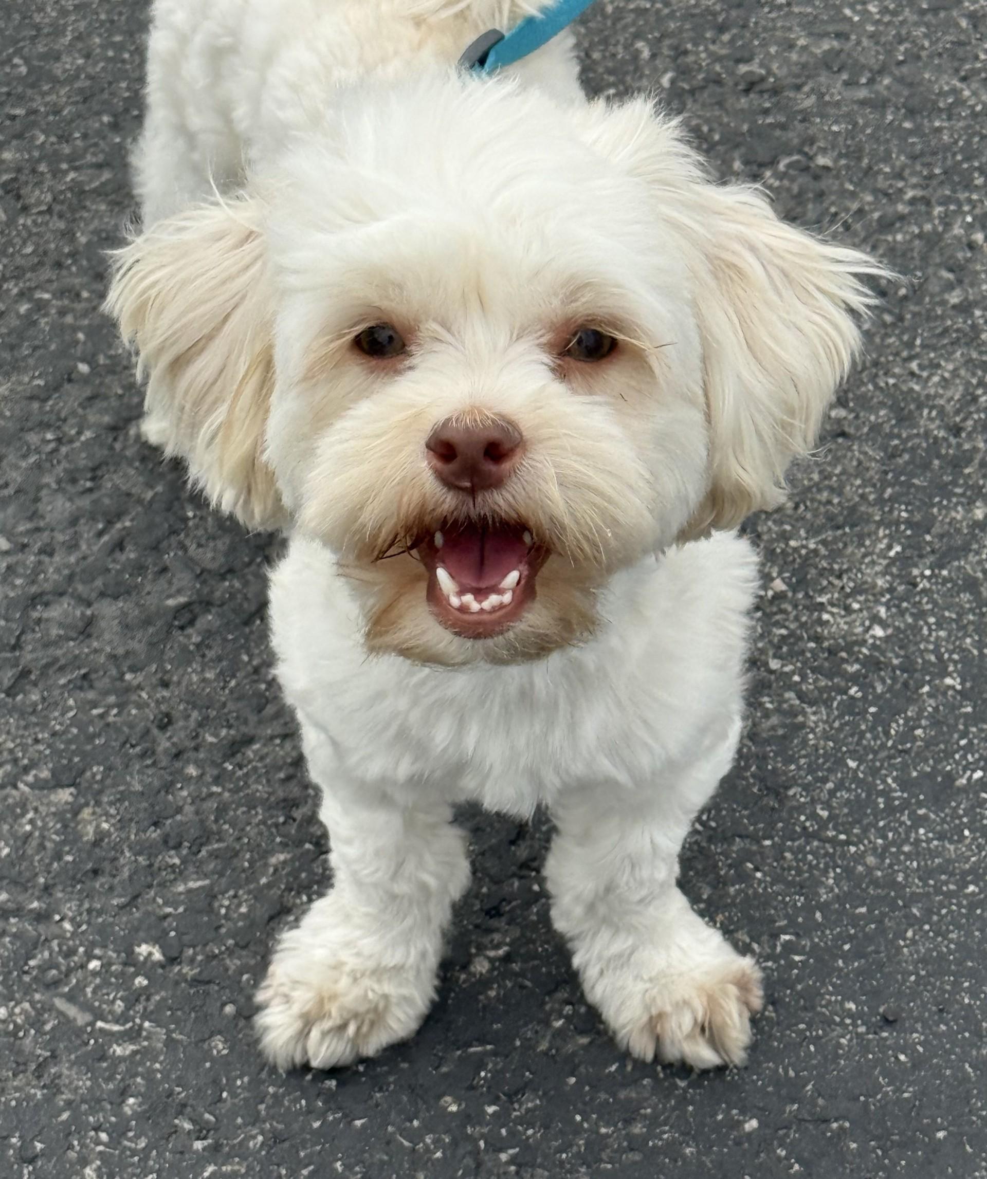 Enlarge Jackie, a Adoptable mixed breed in Los Alamitos, CA image 6/6