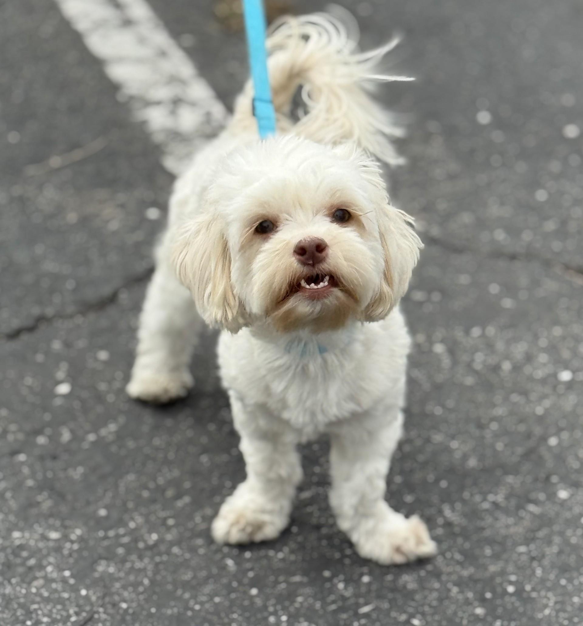 Enlarge Jackie, a Adoptable mixed breed in Los Alamitos, CA image 5/6