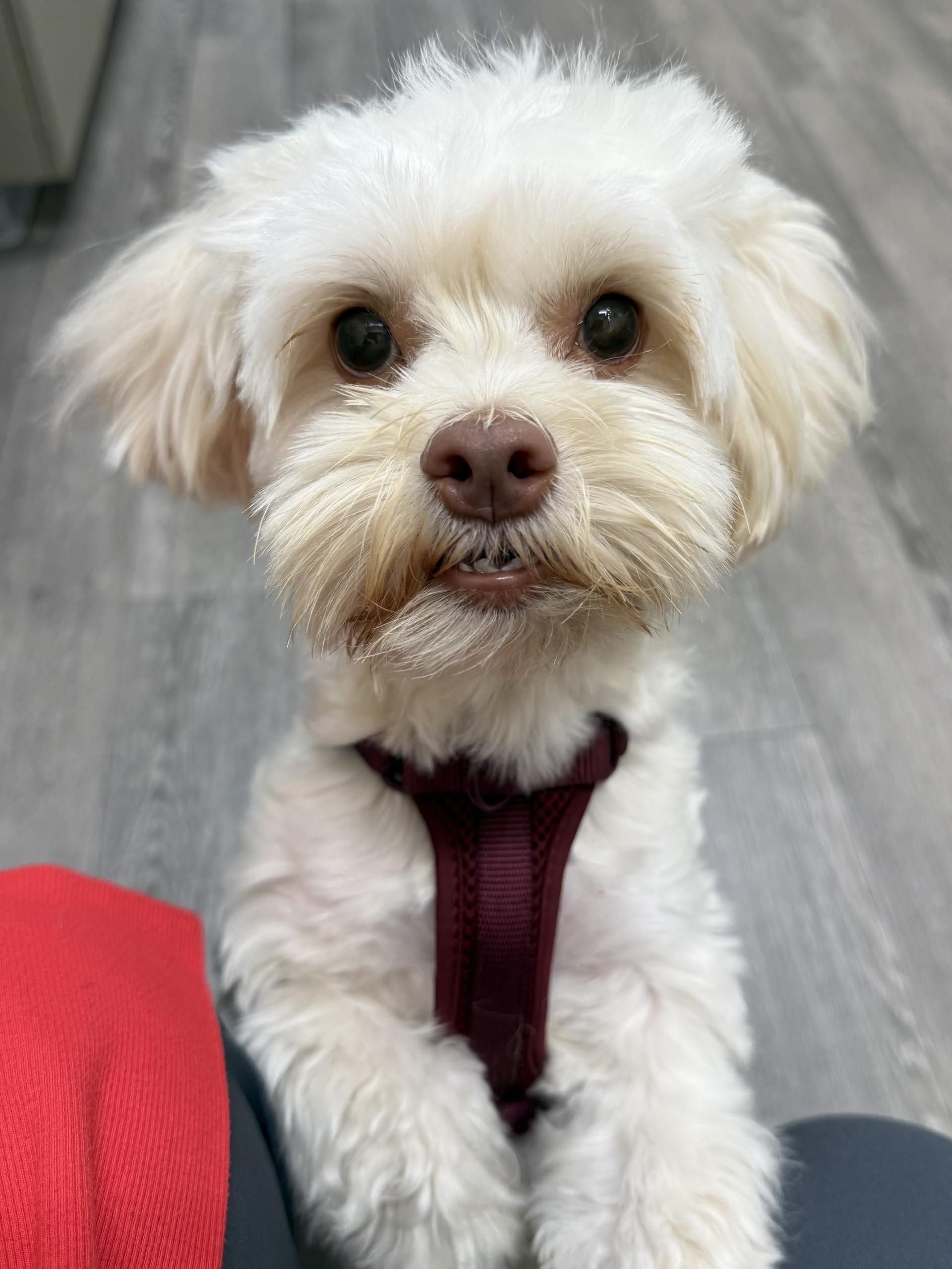 Enlarge Jackie, a Adoptable mixed breed in Los Alamitos, CA image 2/6