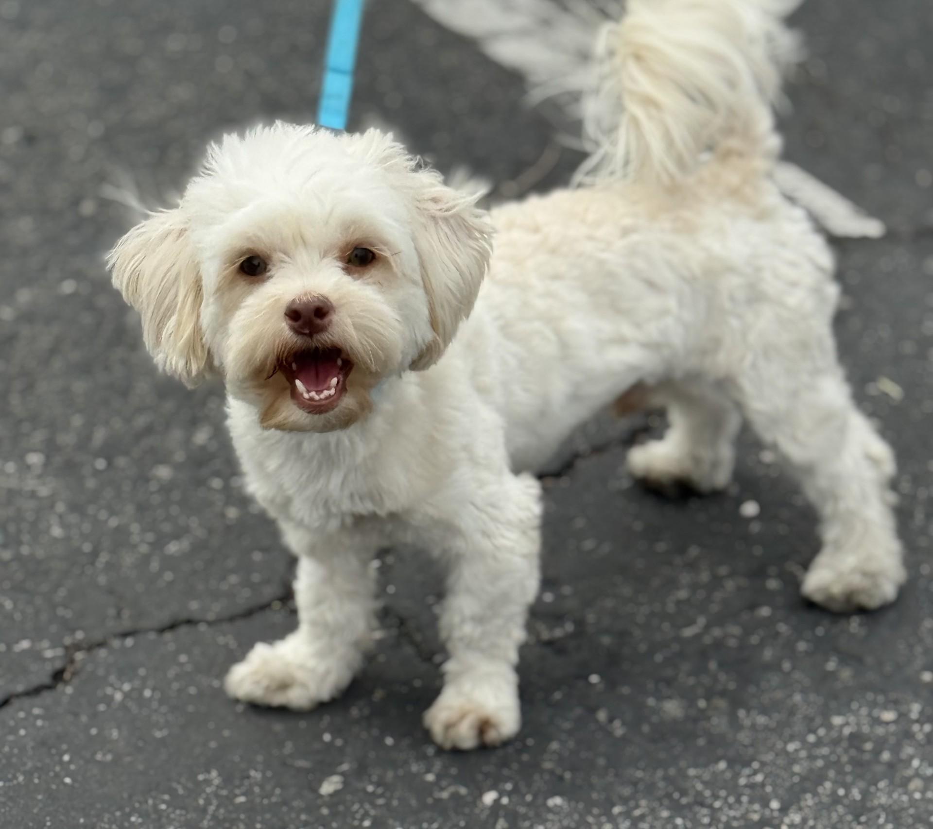 Enlarge Jackie, a Adoptable mixed breed in Los Alamitos, CA image 4/6