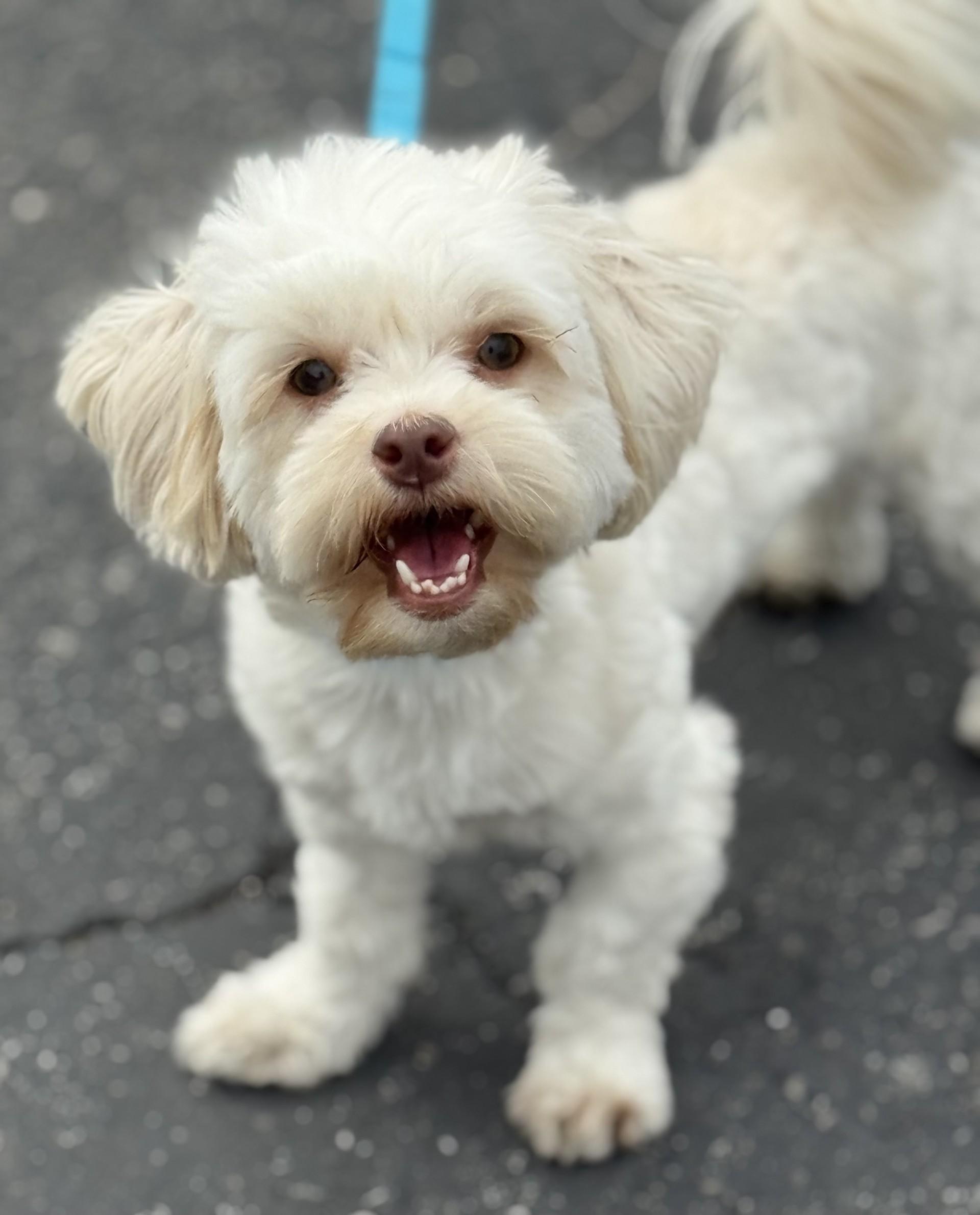 Enlarge Jackie, a Adoptable mixed breed in Los Alamitos, CA image 1/6
