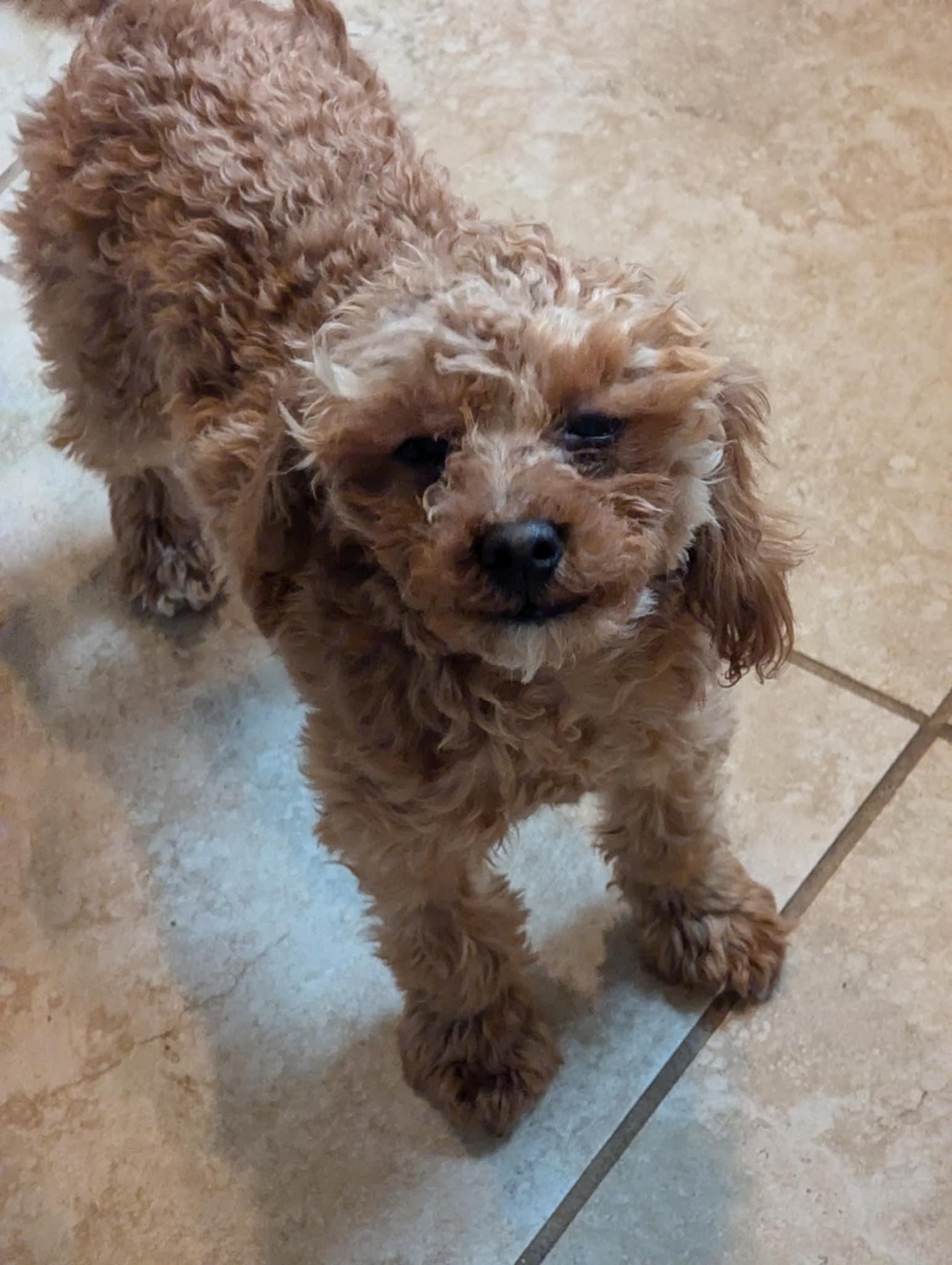Enlarge Rusty, a Adoptable Miniature Poodle in Plainview, NY image 1/2