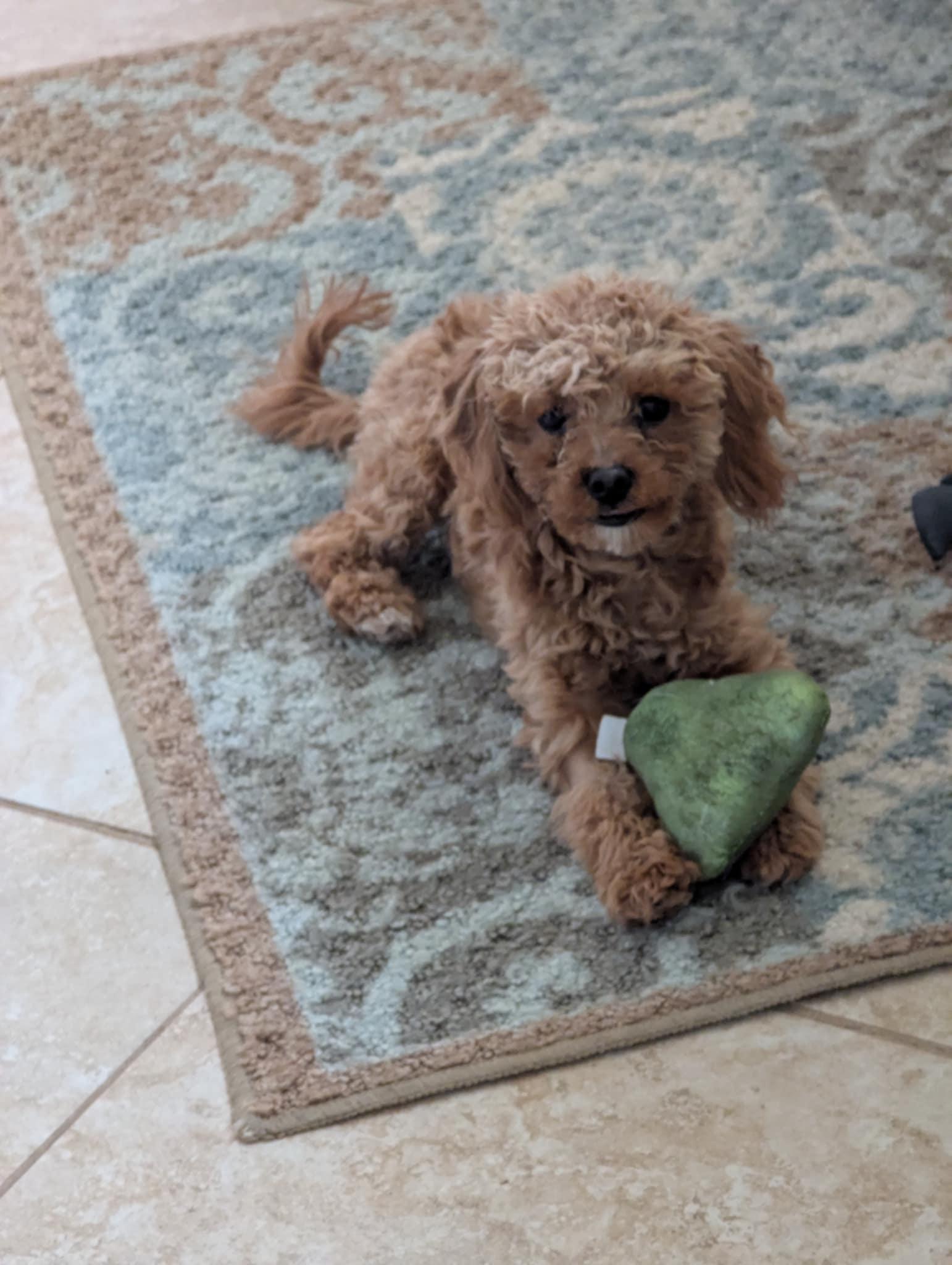 Enlarge Rusty, a Adoptable Miniature Poodle in Plainview, NY image 2/2