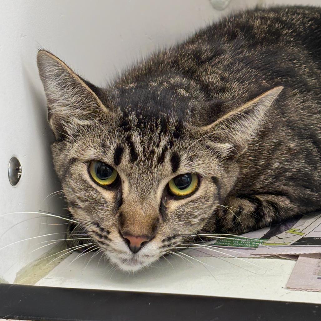 Nicky, Adoptable, Adult Female Domestic Short Hair.