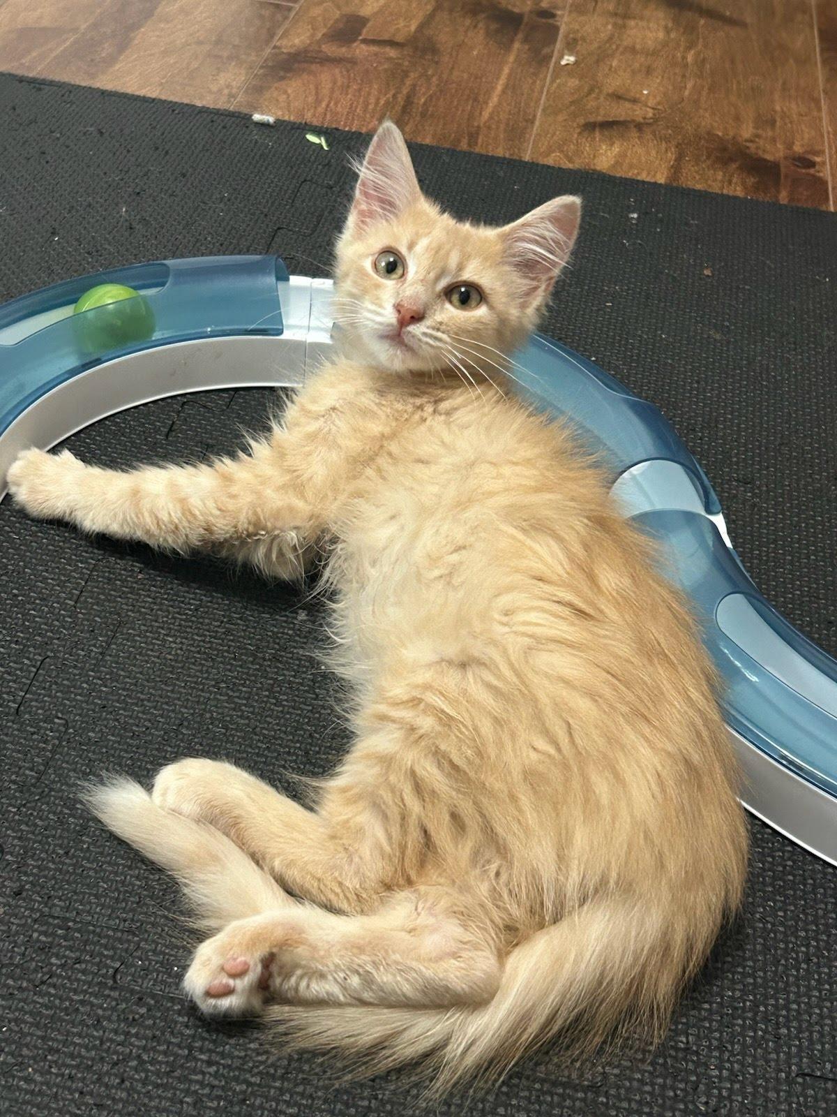 Milo