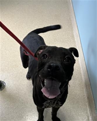 MARCUS, Adoptable, Young Male Labrador Retriever & Mixed Breed.