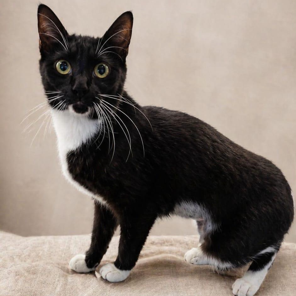 Enlarge Hello Kitty, a ADOPTABLE mixed breed in Miami, FL image 1/1