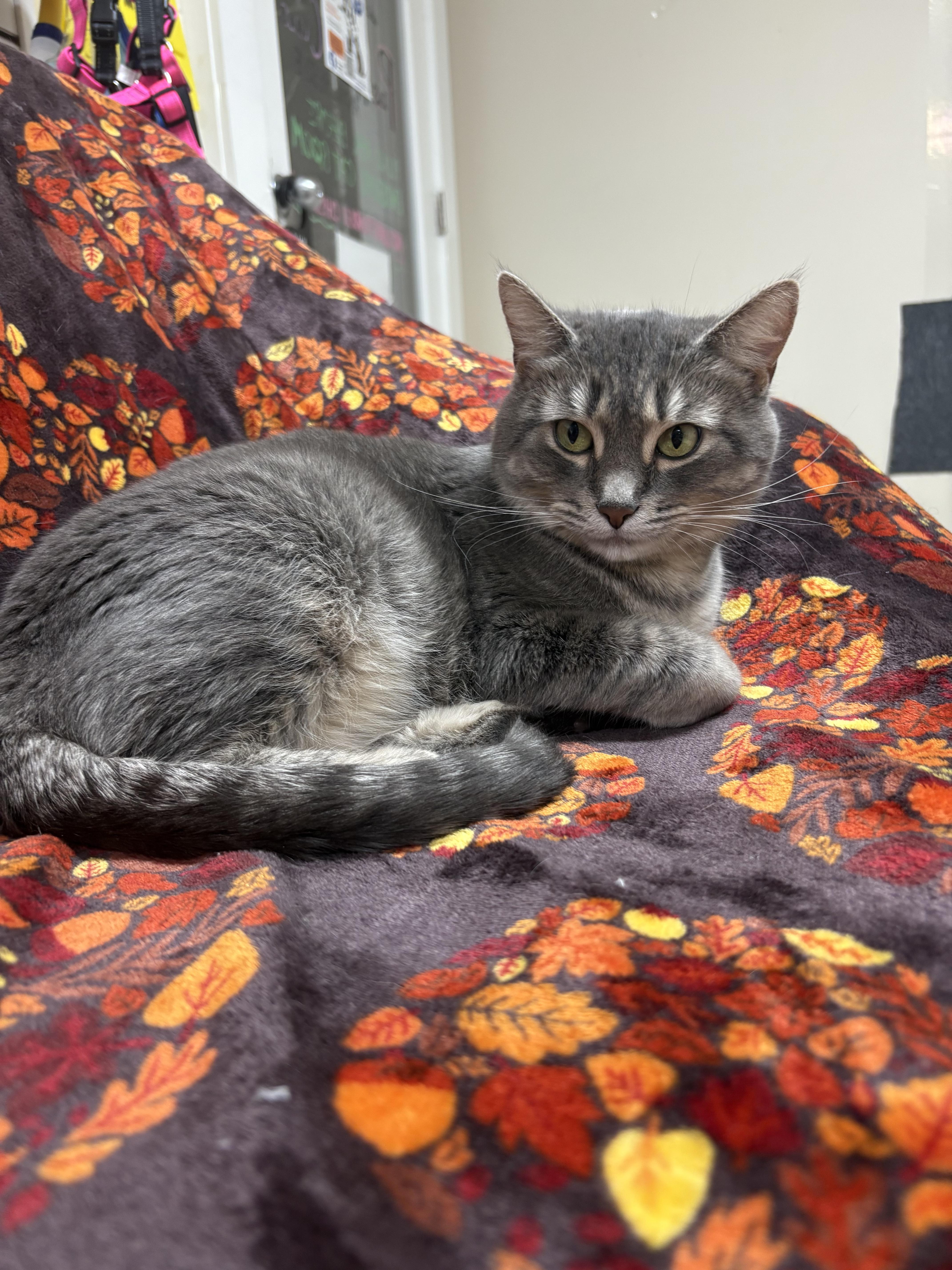 Twinkle Toes, Adoptable, Adult Female Domestic Short Hair.