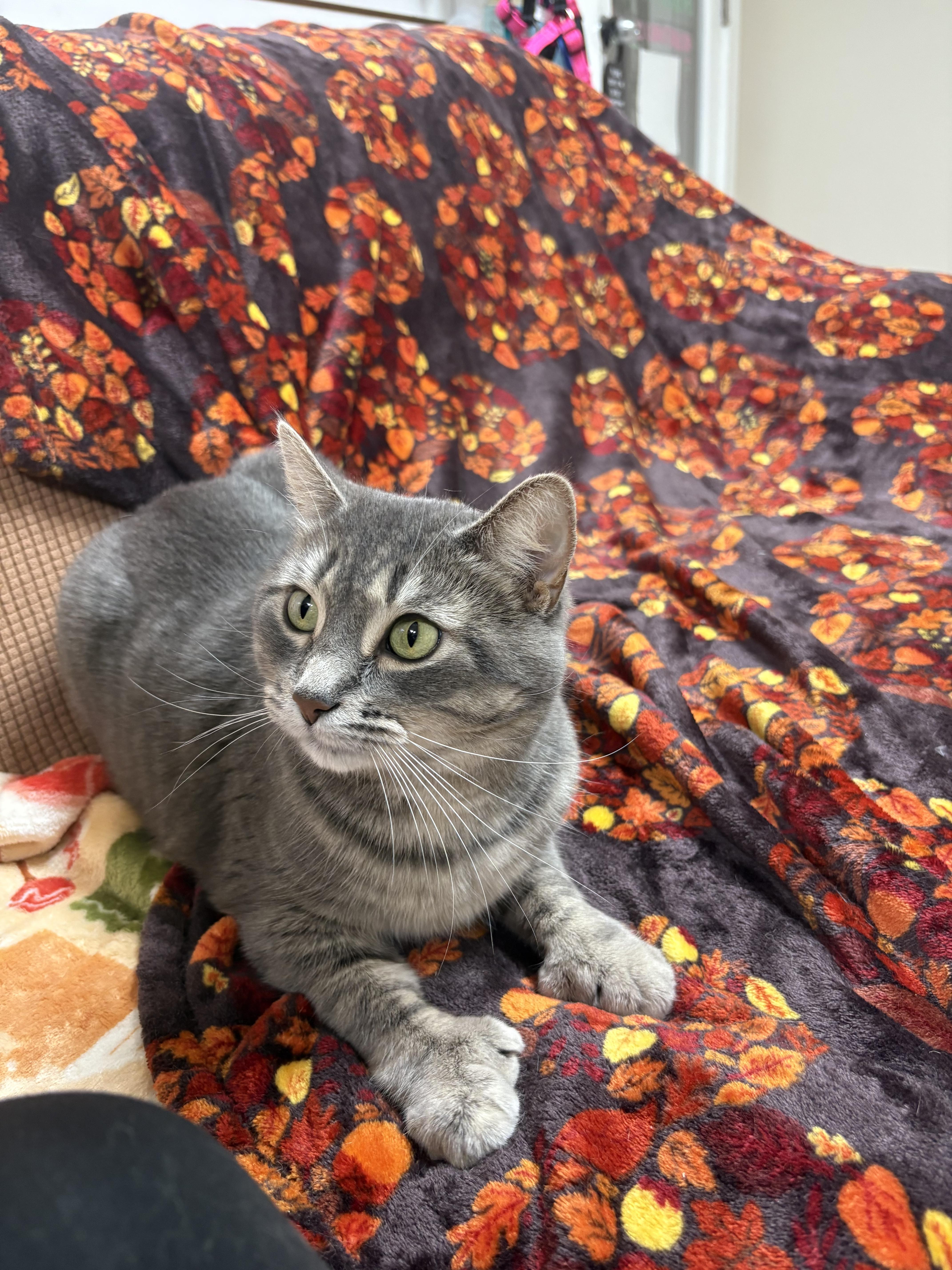 Enlarge Twinkle Toes, a Adoptable Domestic Short Hair in New Baltimore, MI image 2/3