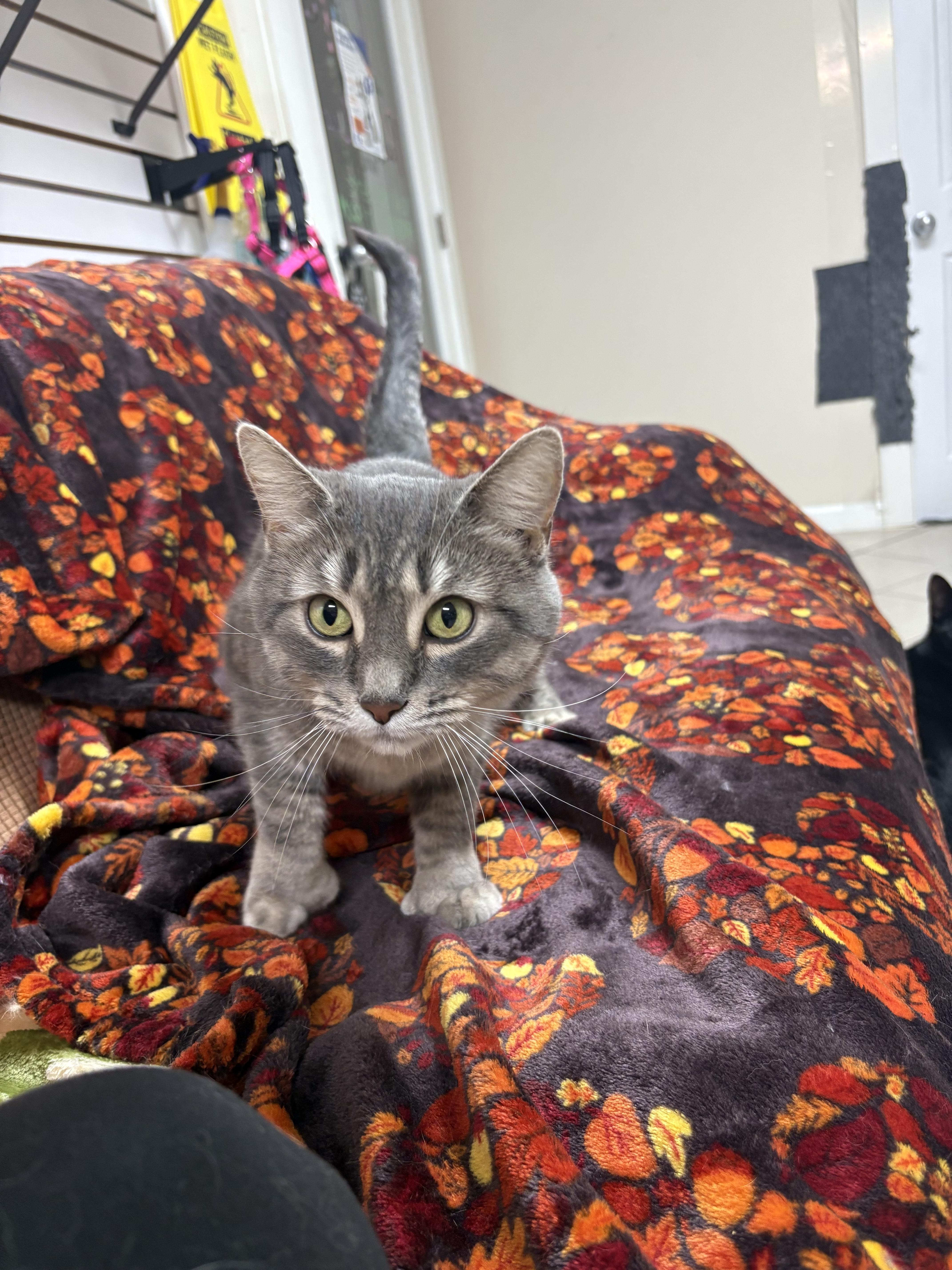 Enlarge Twinkle Toes, a Adoptable Domestic Short Hair in New Baltimore, MI image 3/3