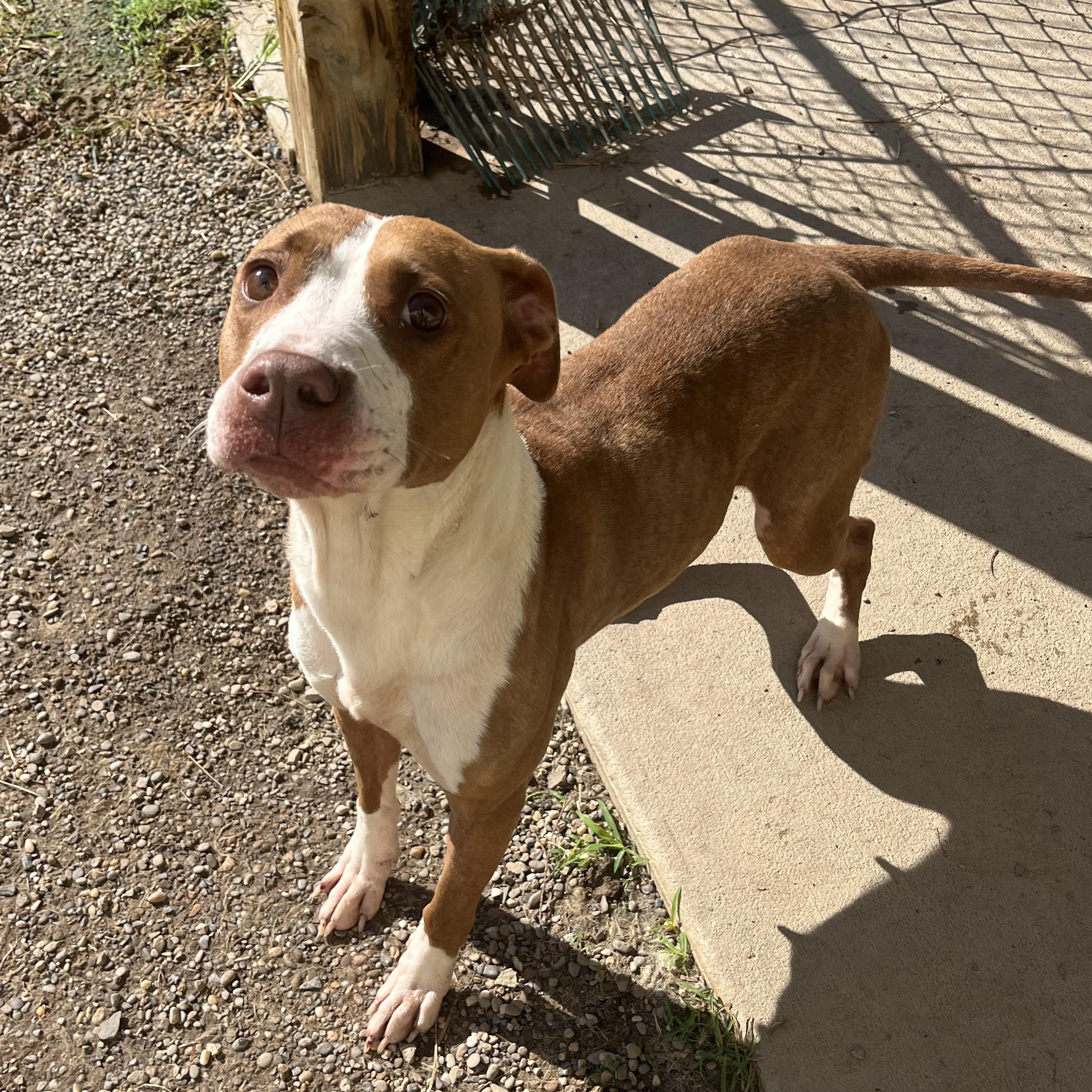 Peanut, ADOPTABLE, Adult Female Mixed Breed & Pit Bull Terrier.