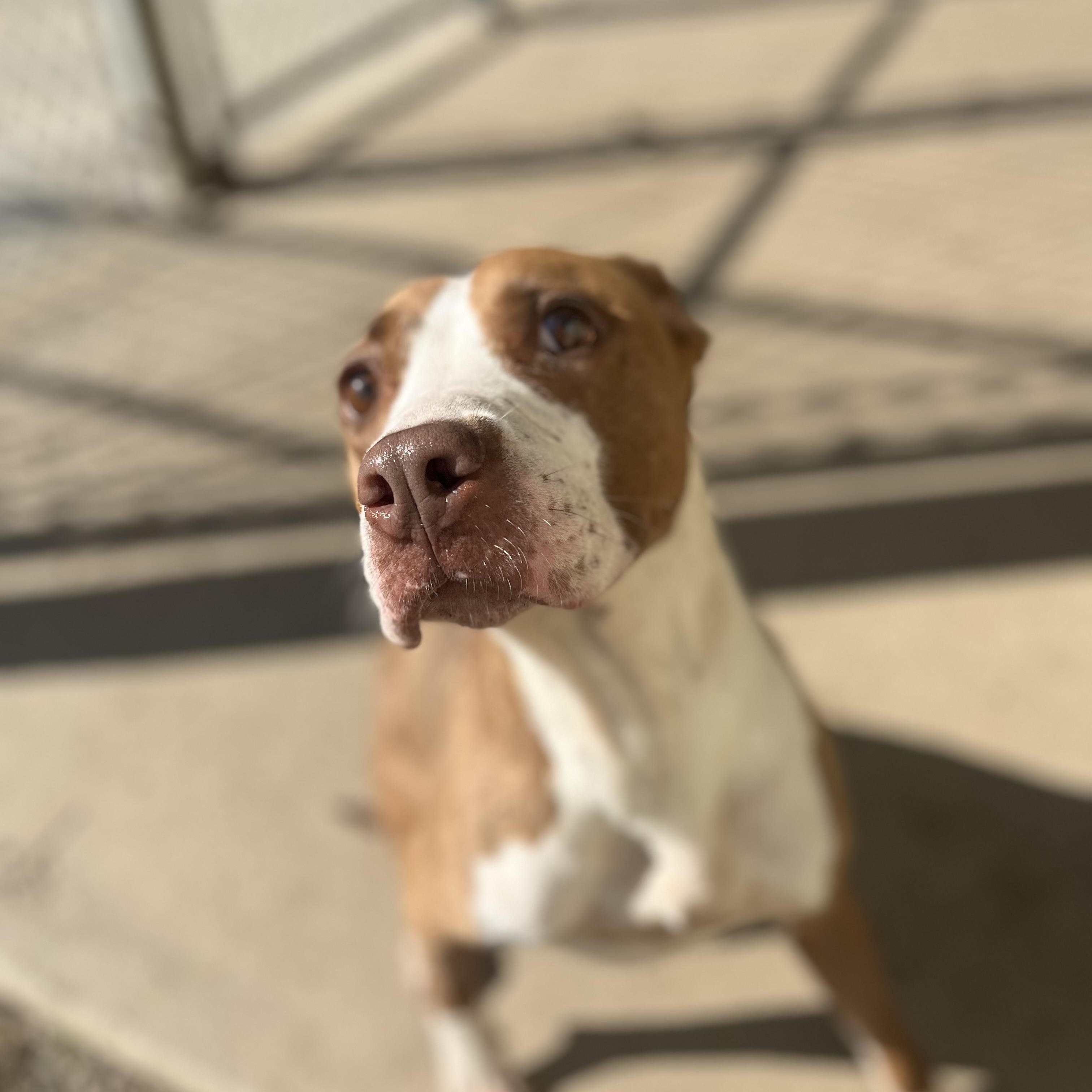 Peanut, a ADOPTABLE mixed breed in Pomeroy, OH image 3/3