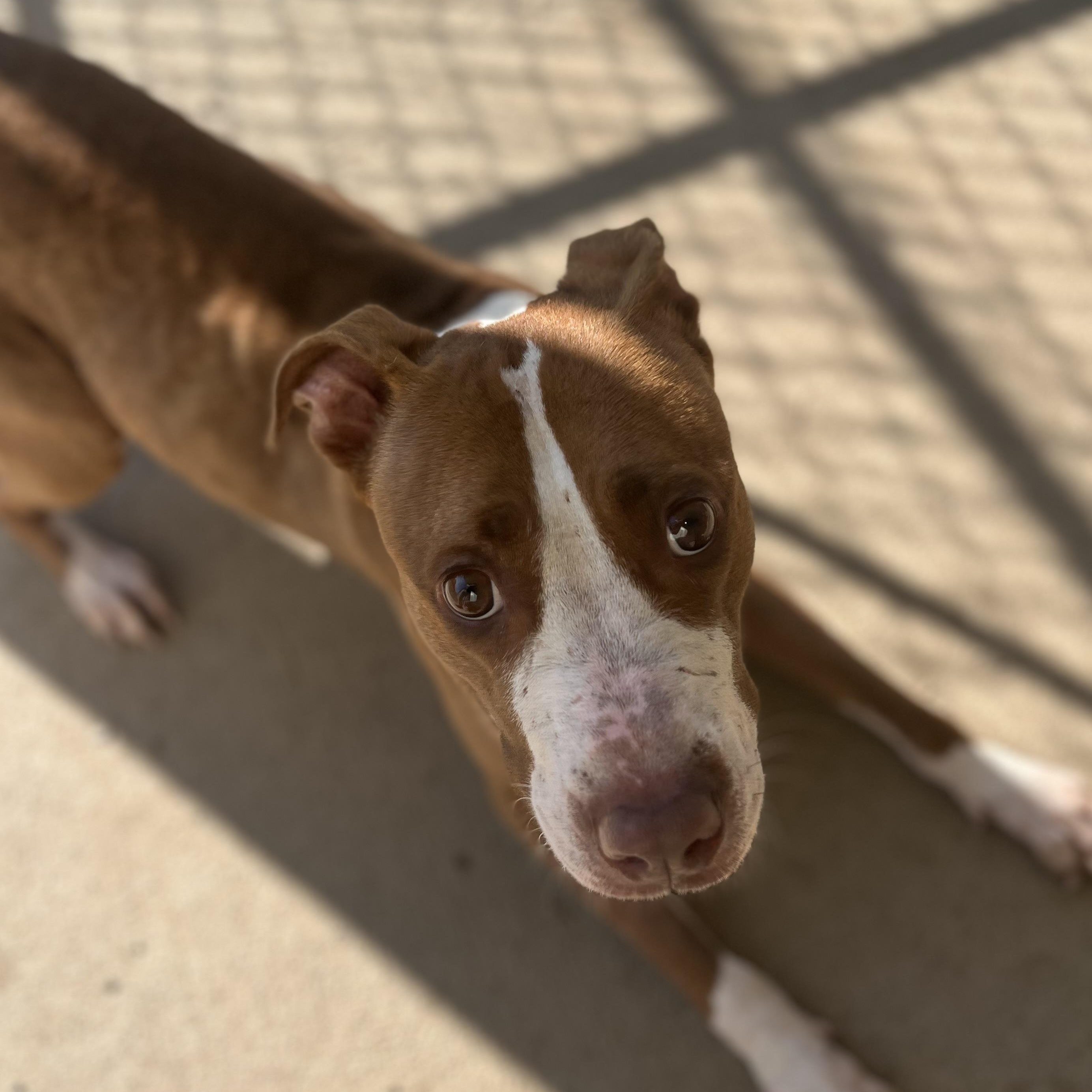 Peanut, a ADOPTABLE mixed breed in Pomeroy, OH image 2/3