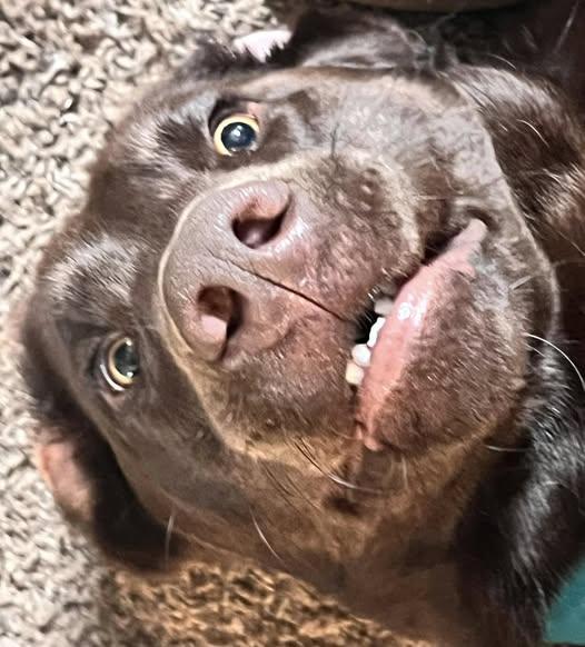 Enlarge TOBO, a Adoptable Chocolate Labrador Retriever in Cottonwood, CA image 3/5