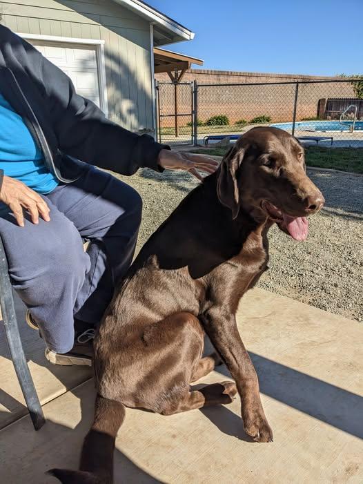 Enlarge TOBO, a Adoptable Chocolate Labrador Retriever in Cottonwood, CA image 5/5