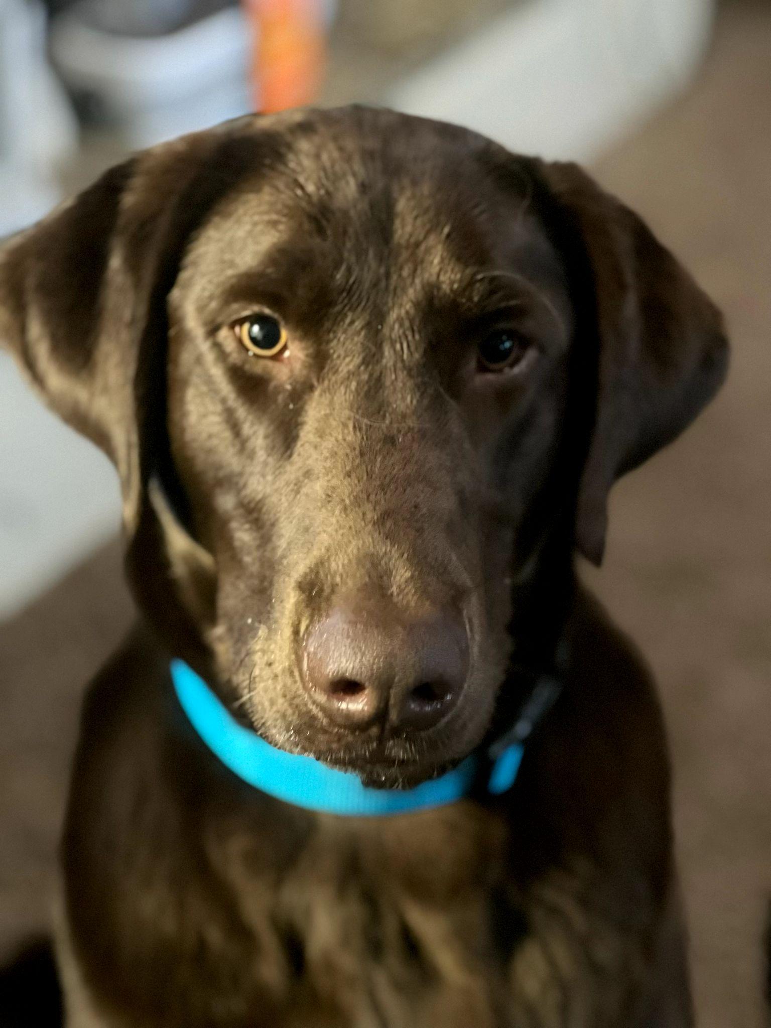 TOBO, an adoptable Chocolate Labrador Retriever in Cottonwood, CA, 96022 | Photo Image 4