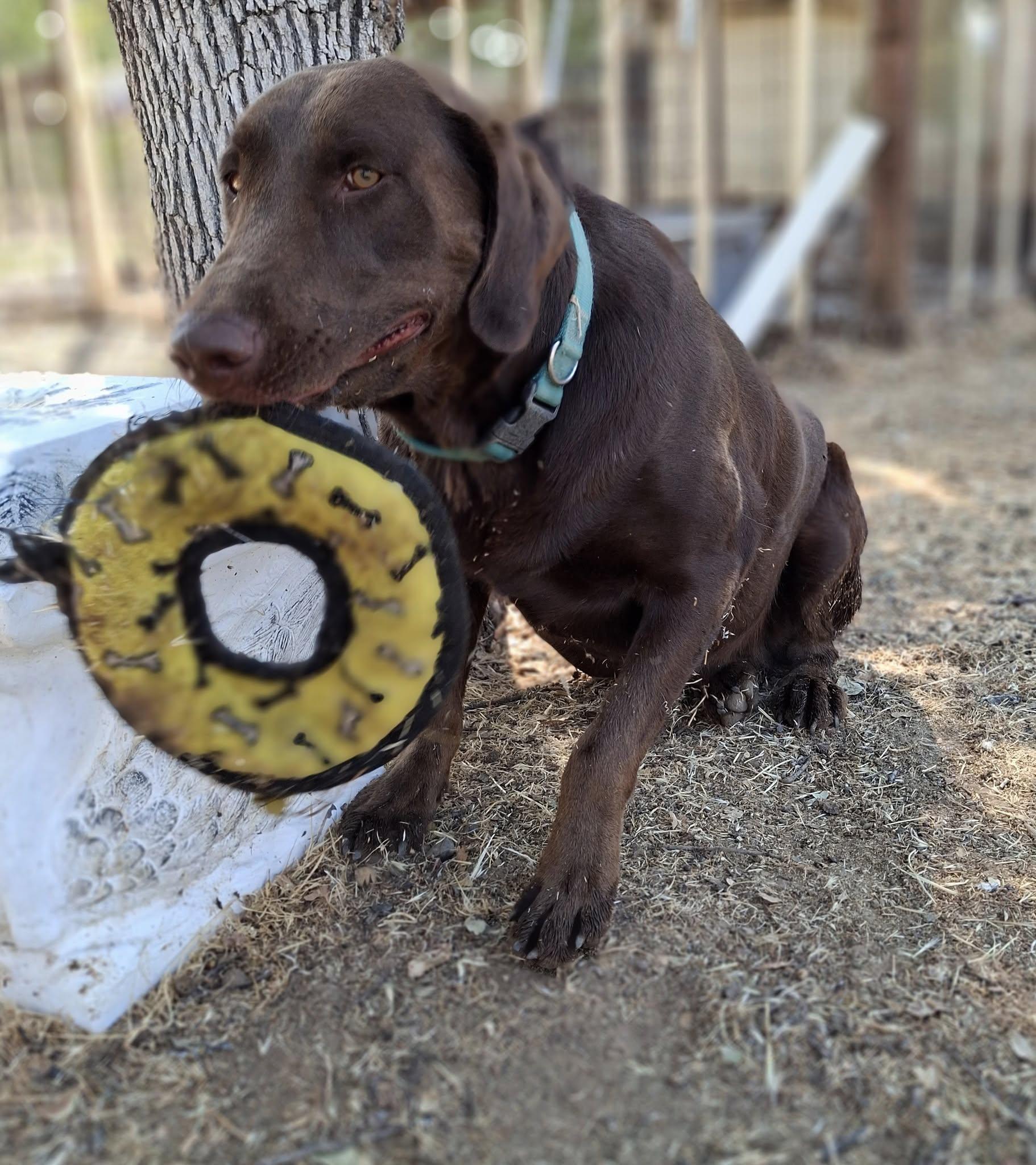 Enlarge TOBO, a Adoptable Chocolate Labrador Retriever in Cottonwood, CA image 1/5