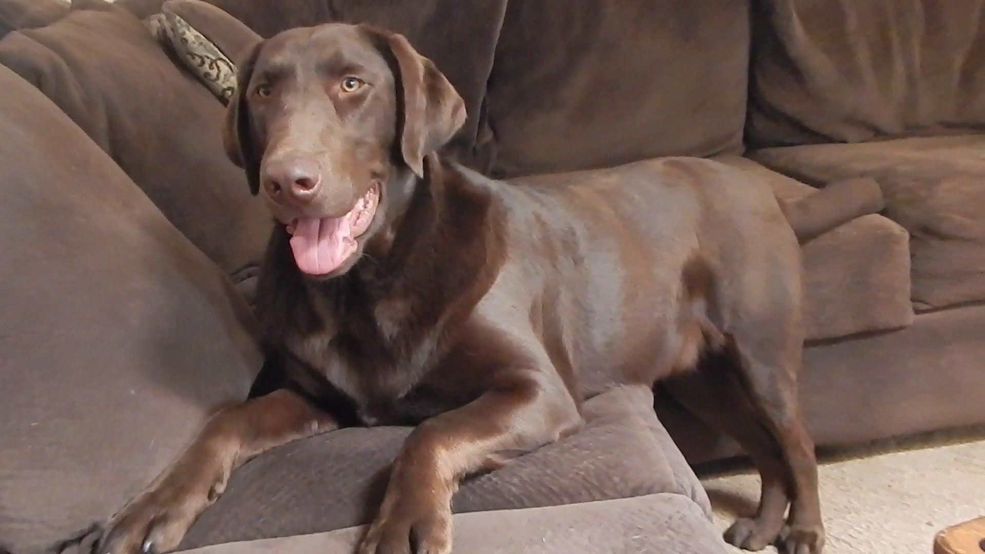 TOBO, Adoptable, Young Male Chocolate Labrador Retriever.